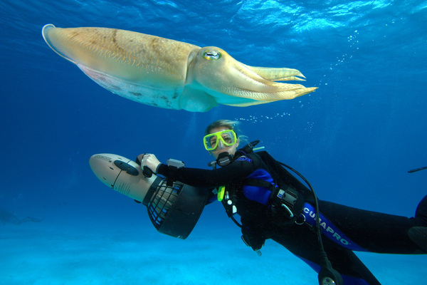 Discover_the_thrill_of_scuba_diving_large