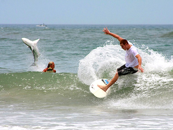 Surfersharks_large