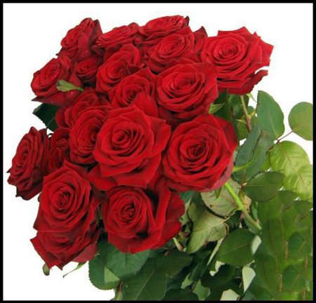 Roze_czerwone_medium
