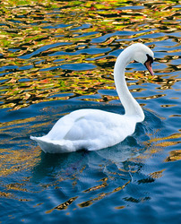 Swan_xsmall