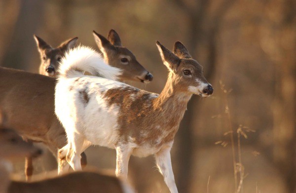 Deer_large