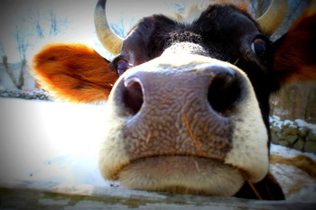 Cow small