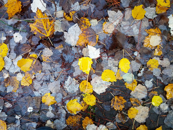 Autumn small